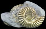 Pyritized Pleuroceras Ammonite Cluster - Germany #60261-1